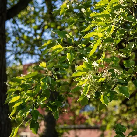 Lejlighed Gulfhof Boomgaarden 8 Claas Krummhörn